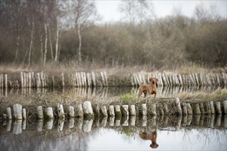 Magyar Vizsla dog standing beside a pond