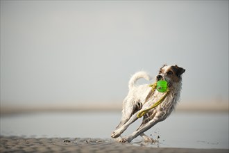 Parson Russel Terrier fetching a toy