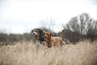 Magyar Vizsla and a mixed-breed dog running across a meadow