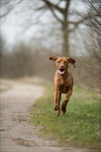 Running Magyar Vizsla dog