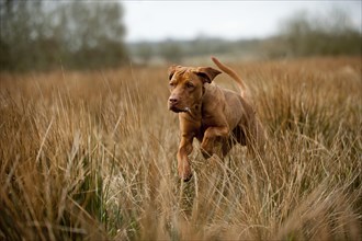 Magyar Vizsla dog jumping on a meadow