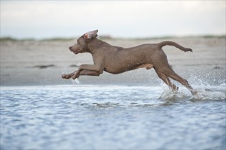Weimaraner running on the beach