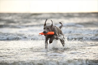 Weimaraner dog fetching a toy out of the water