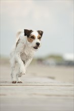 Parson Russell Terrier running along a pier