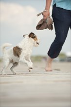 Parson Russell Terrier and a woman walking along a pier