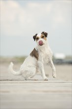 Sitting Parson Russell Terrier