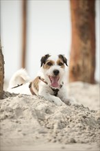 Parson Russell Terrier lying on the beach while tied to a pole