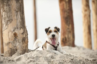 Parson Russell Terrier lying on the beach while tied to a pole
