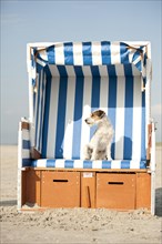Parson Russell Terrier sitting in a beach chair