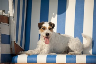 Parson Russell Terrier lying in a beach chair