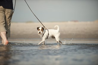 Parson Russell Terrier walking on a leash through the water
