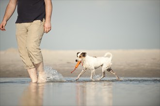 Parson Russell Terrier walking behind its owner through the water at a beach