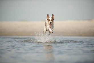 Parson Russell Terrier running through the water