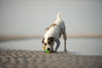 Parson Russell Terrier playing at the beach