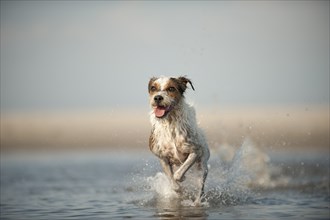 Parson Russell Terrier running through water