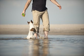 Parson Russell Terrier playing with the dog owner on the beach