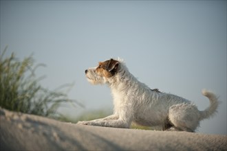 Parson Russell Terrier lying on a sand dune