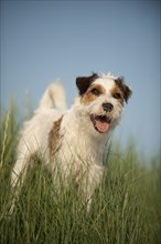 Parson Russell Terrier standing in grass