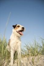 Parson Russell Terrier sitting in the grass