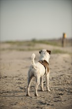 Parson Russell Terrier standing on the beach