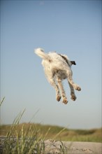 Jumping Jack Russell Terrier