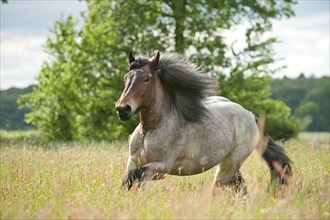 Belgian Draft horse galloping across a meadow