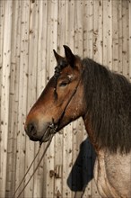 Belgian Draft horse