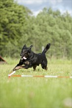 Mixed-breed dog during longeing training