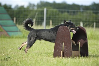 Mixed-breed dog jumping over a hurdle