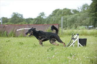 Mixed-breed dog playing flyball