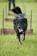 Mixed-breed dog jumping over a hurdle