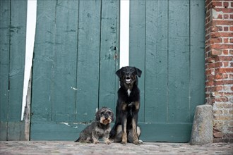 Mixed-breed dog and a wire-haired Dachshund sitting in front of a gate