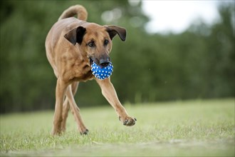 Mixed-breed dog retrieving a ball