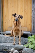 Mixed-breed dog sitting in front of a door