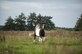 Irish Tinker galloping across a meadow