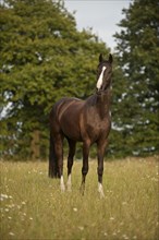 Hanoverian horse standing in a meadow