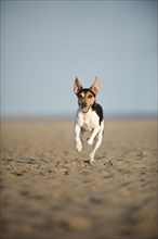 Dansk-Svensk Gardshund or Danish-Swedish Farmdog running on the beach