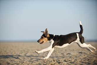 Dansk-Svensk Gardshund or Danish-Swedish Farmdog running along the beach