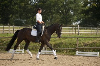 Woman trotting on a Hanoverian horse