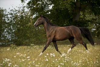 Hanoverian horse trotting across a meadow