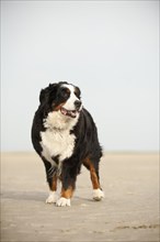 Bernese Mountain Dog standing on the beach