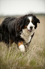 Bernese Mountain Dog walking across a meadow