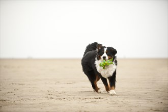 Bernese Mountain Dog retrieving a toy on the beach