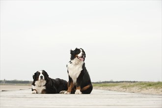 Two Bernese Mountain Dogs sitting on a jetty