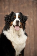 Bernese Mountain Dog