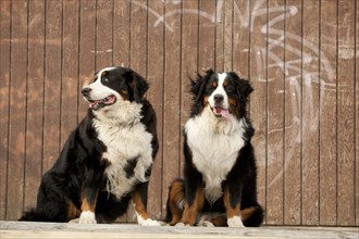 Two Bernese Mountain Dogs sitting in front of a wooden wall