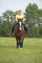 Woman riding a trotting Hanoverian horse in a meadow