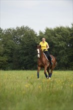 Woman riding a galloping Hanoverian horse in a meadow