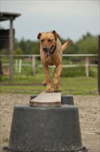 Rhodesian Ridgeback mixed breed dog balancing on a beam