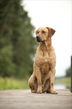 Rhodesian Ridgeback mixed breed dog sitting on a dock